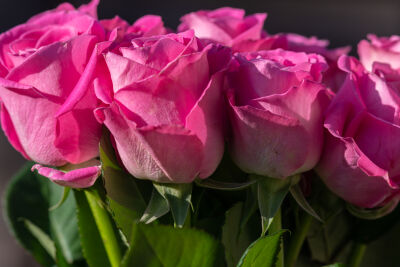 Roze rozen op een rijtje
