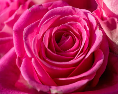 Close up van een roze roos