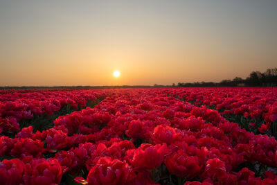 Roze tulpenveld onder zonsopkomst