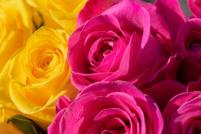 Roze en gele rozen 