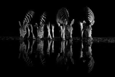 Zebra @ night 2