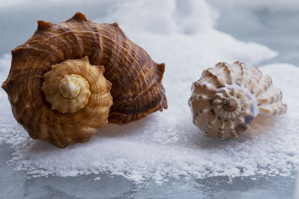 Schelpen op sneeuw en ijs