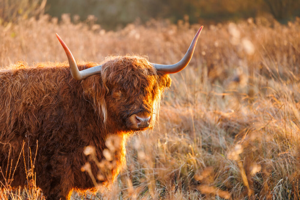 Schotse Hooglander tijdens het gouden uurtje