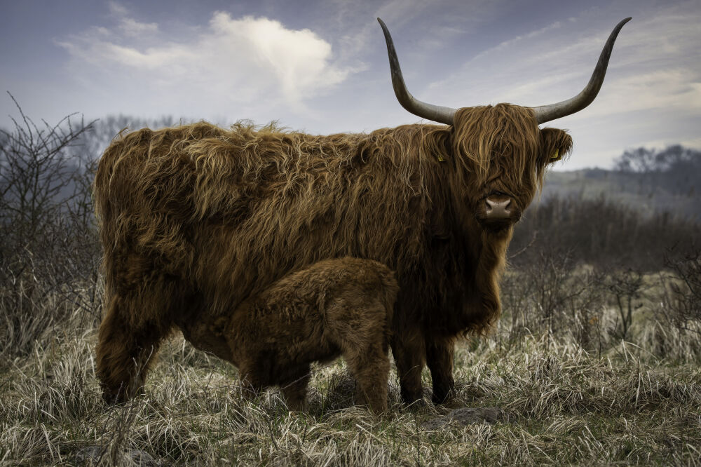 Schotse hooglander met kalf