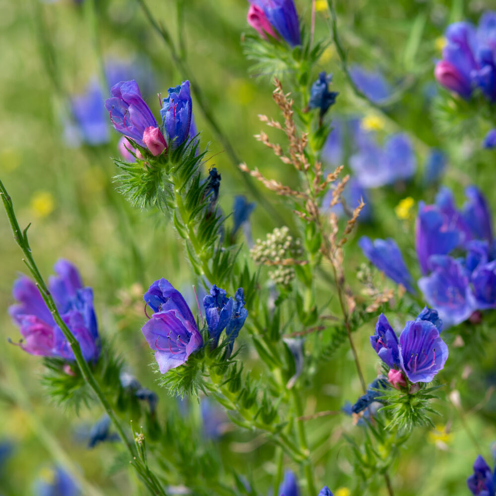 Slangenkruid een paarse wilde bloem