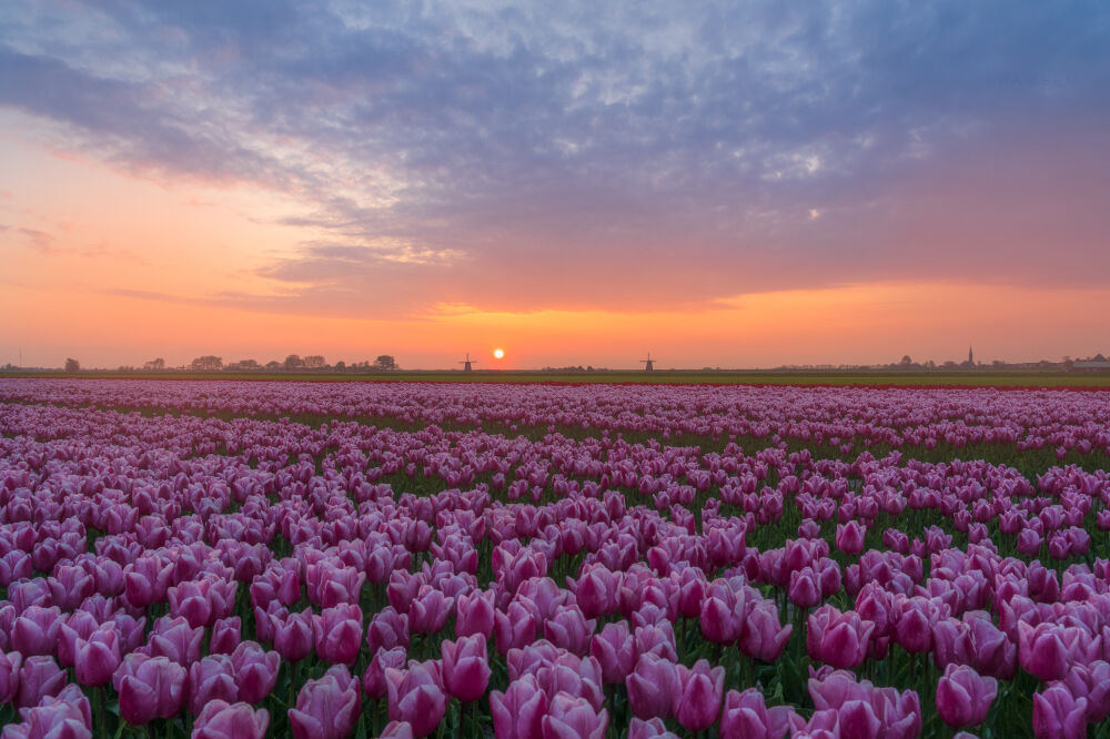 Zonsopkomst met tulpen en molens