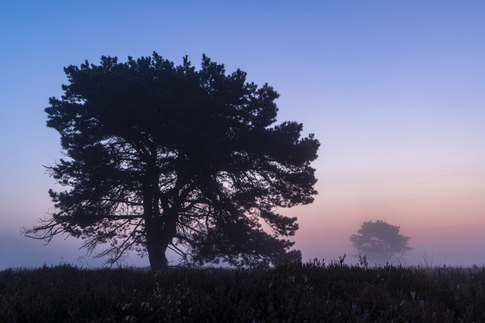 Ochtend op Leenderheide