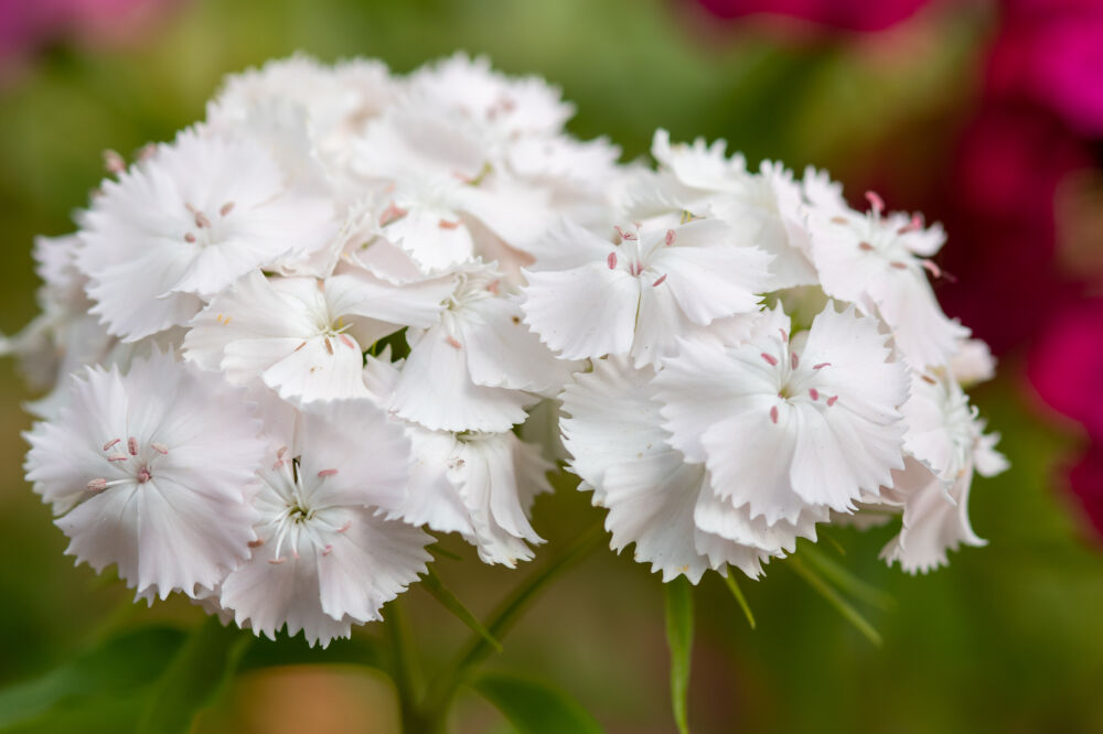 Sweet William white