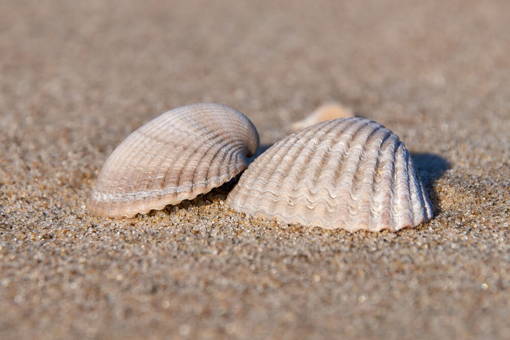 Schelpen op het strand