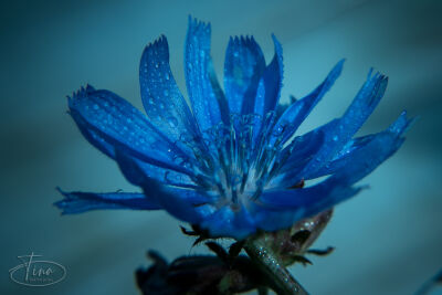 The blue flower