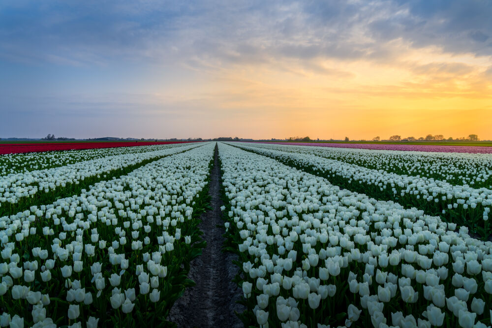 Tulip symmetry