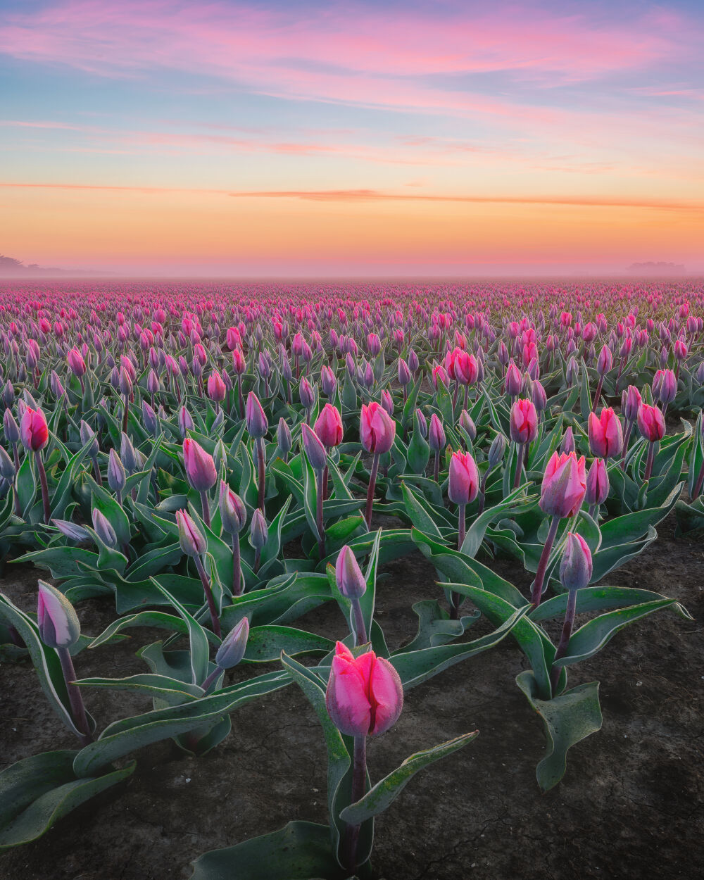 Roze tulpenveld