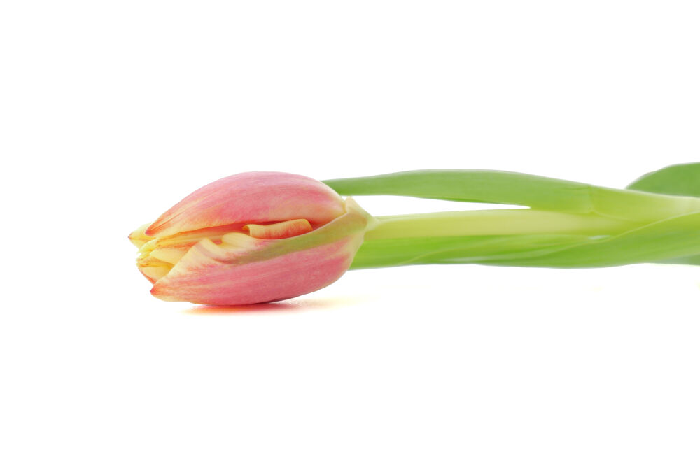 Tulp 