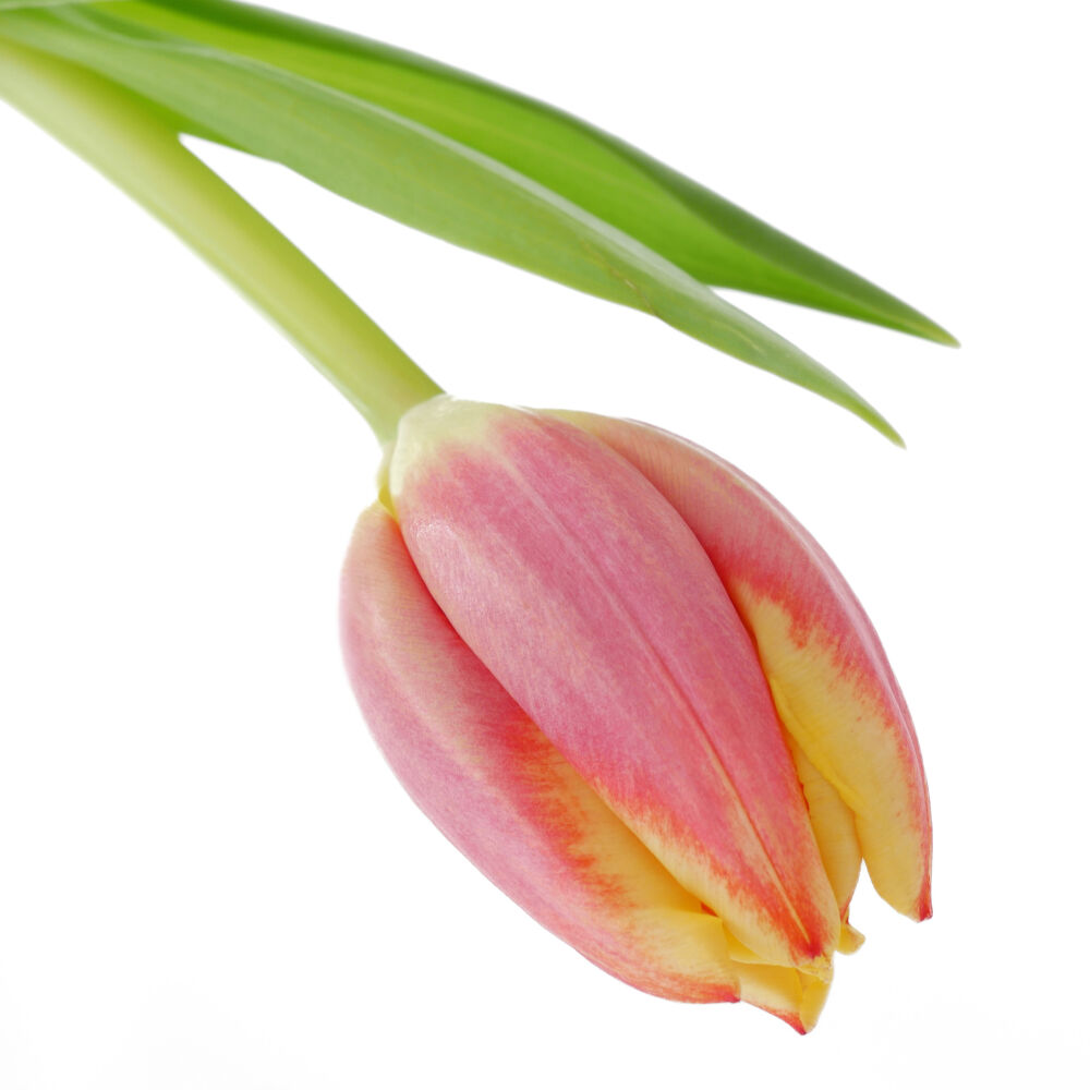 Tulp 