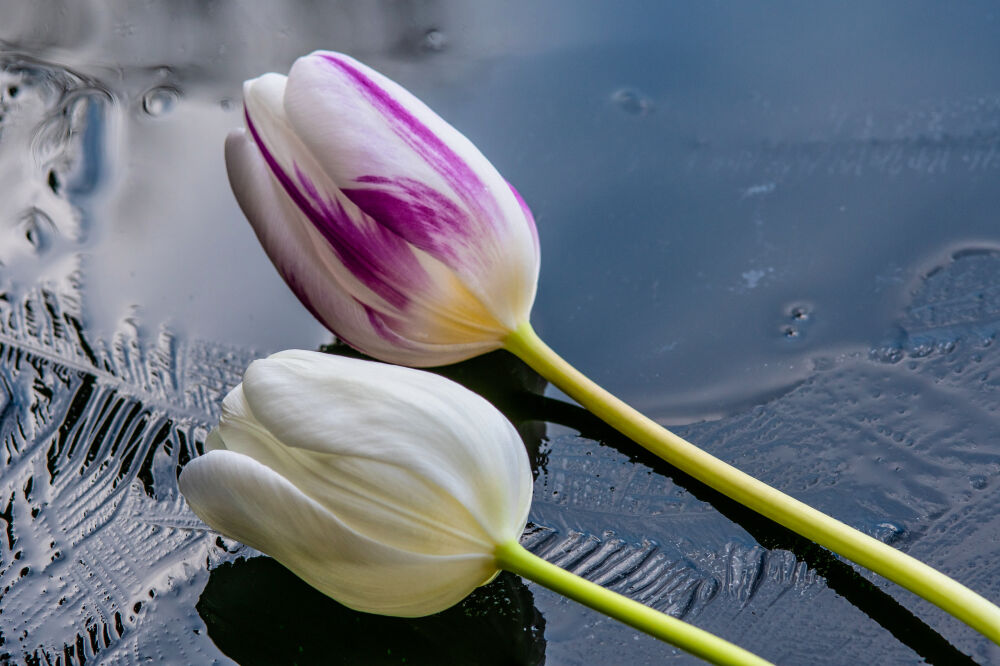 Tulpen op het ijs