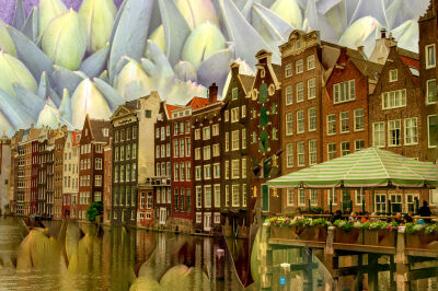 Tulpen uit Amsterdam