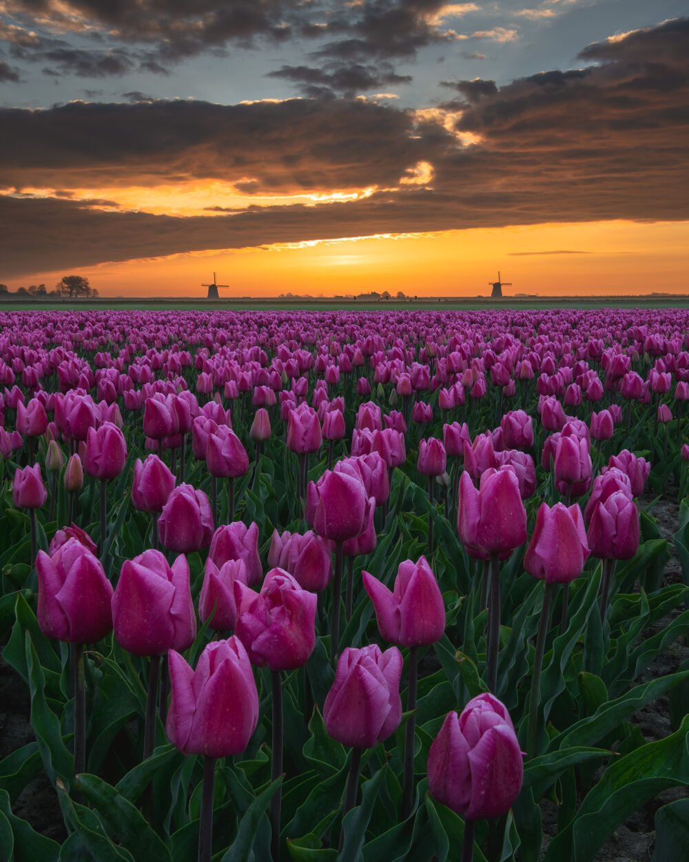 Hollandse tulpenveld