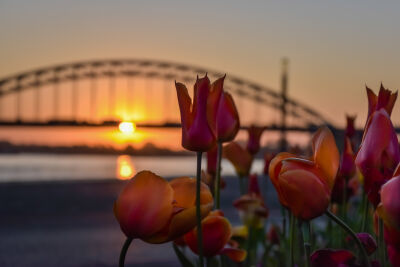 Tulpen voor de Waalbrug tijdens zonsopkomst