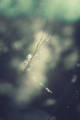 Winter Reed (1)