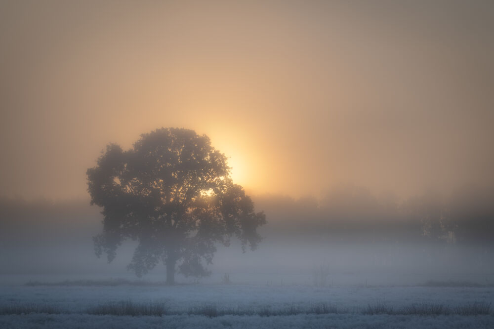 Zie de zon schijnt door de bomen