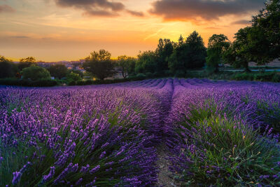 Sunset lavender fields