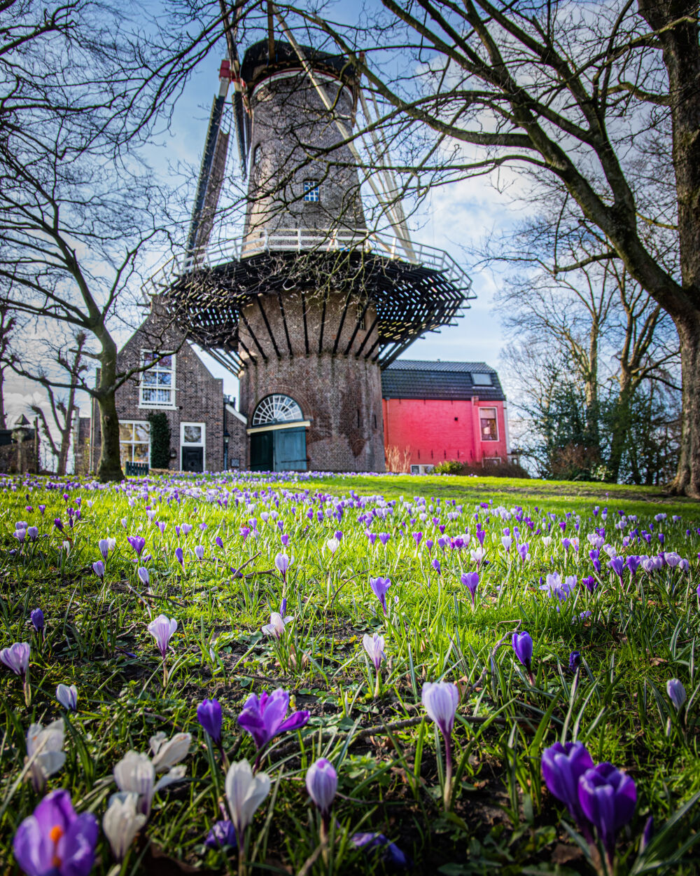 Windmill Gouda 