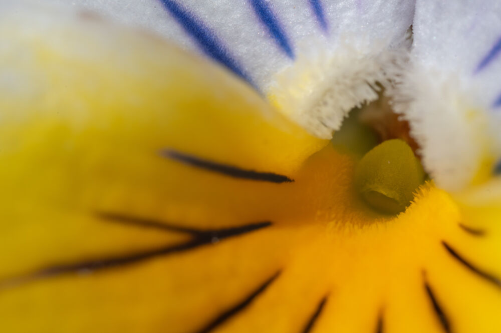 Macro abstracte flora fotografie