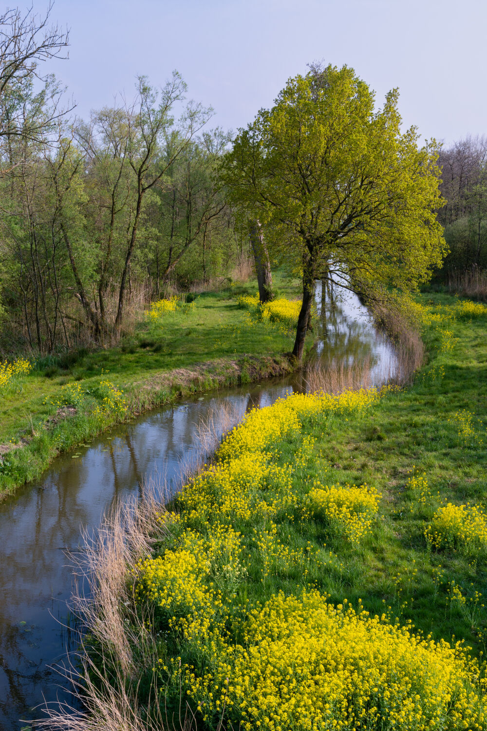 Landschap met sloot en koolzaad