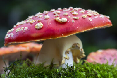 Op een rood wit paddenstoel