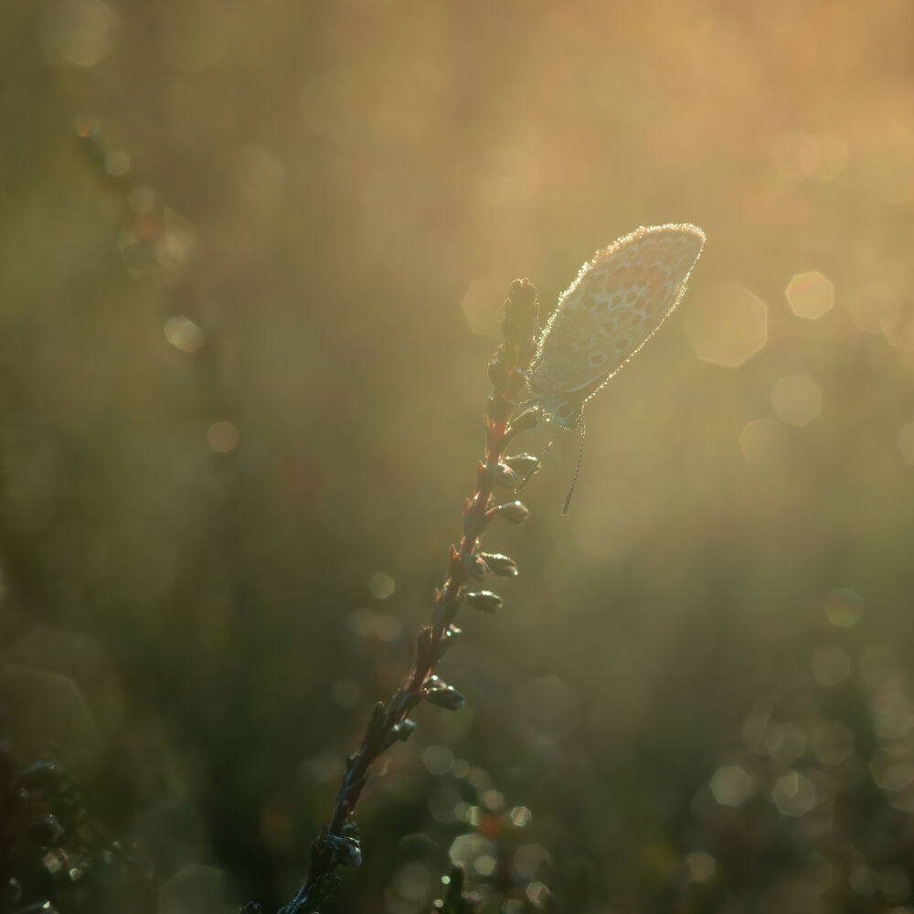 morning butterfly