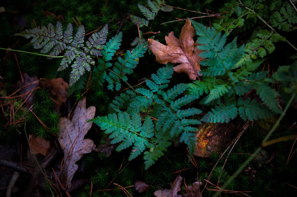 Moody Fern