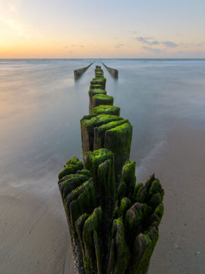 Palen met groene alg op het strand van Westenschouwen in Zeeland.