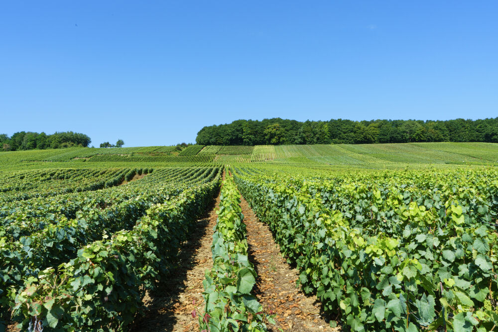 Vast vineyards in France