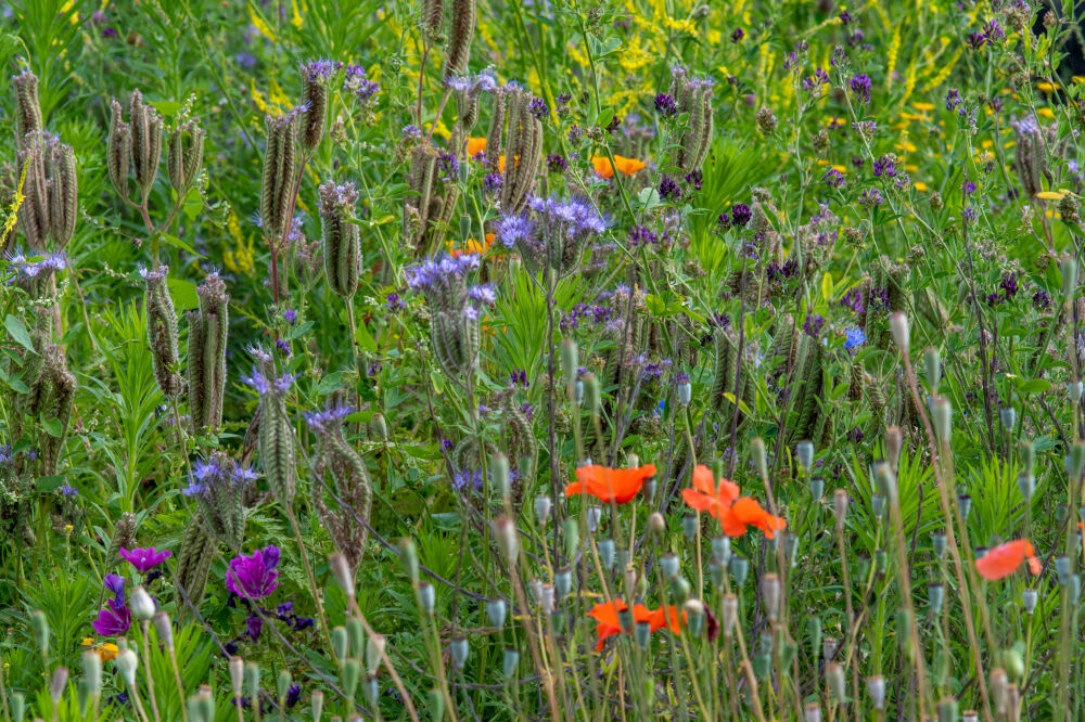 Phacelia bloemenveld