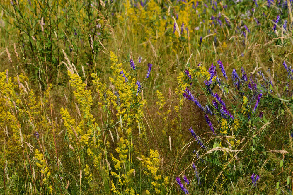 Geel met paars wilde bloemenveld