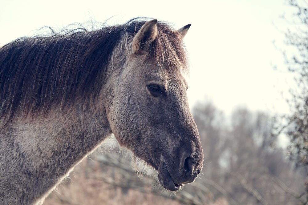 przewalskipaard in de Oostvaardersplassen - Monocolor (Konik paard)