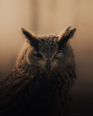Eurasian Eagle Owl - Oehoe