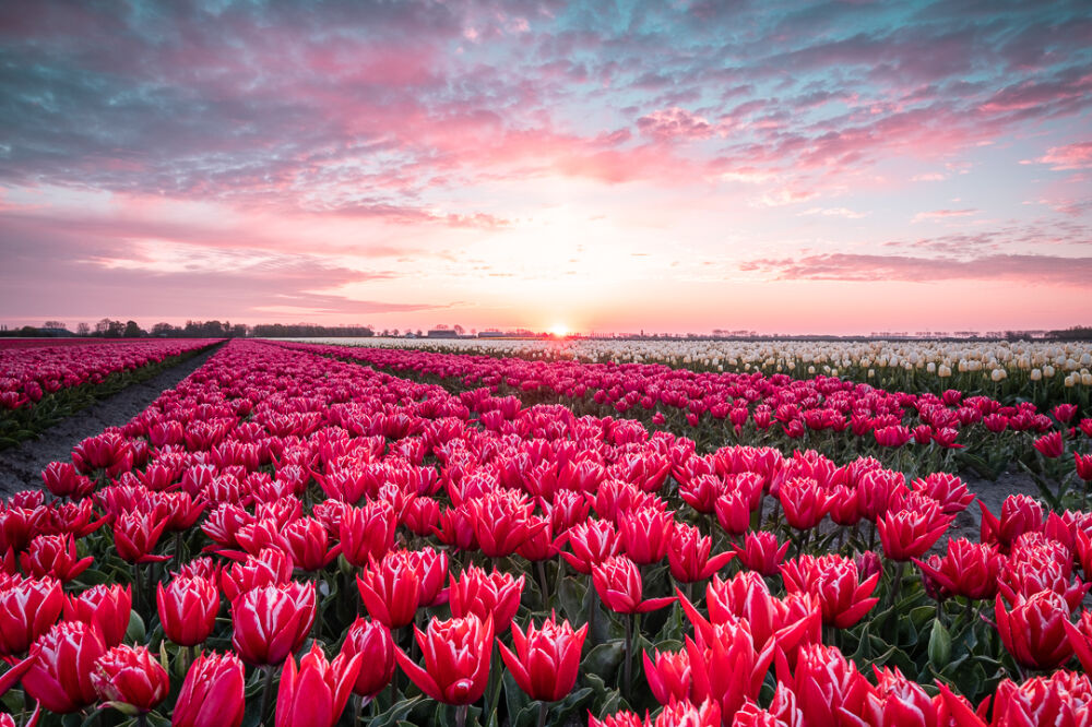 Zonsopkomst boven rood-witte tulpen