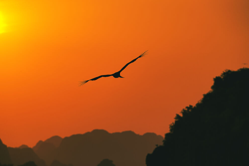 Zeearend tijdens zonsondergang