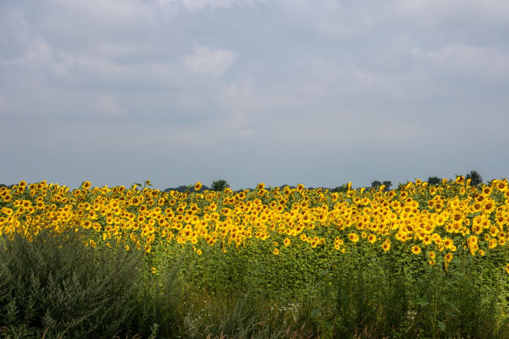 Zonnenbloemen en blauwe lucht