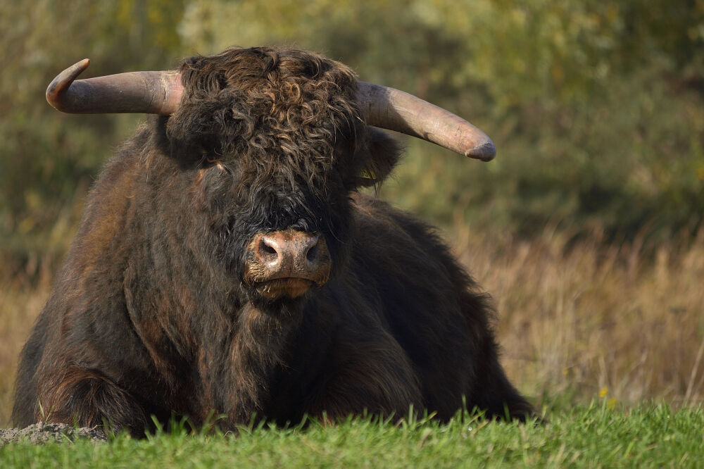 schotse hooglander