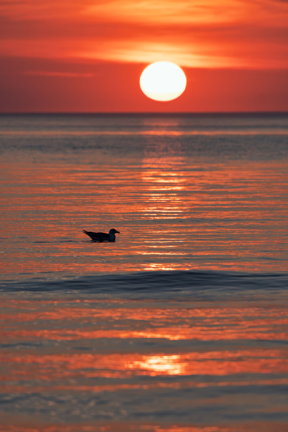 Zwemmen bij zonsondergang